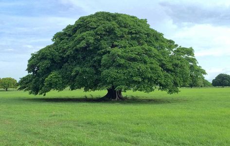 La Parota o también conocida como Huanacaxtle proviene de las zonas tropicales de México, centroamérica y el norte de suramérica. Su albura es de color blanco y está nítidamente diferenciado del duramen de color café con un veteado suave. Picea Pungens, Guanacaste Costa Rica, Family Tree Art, Elephant Ear Plant, Surfing Pictures, Costa Rica Vacation, Angel Sculpture, Miniature Plants, Elephant Ears