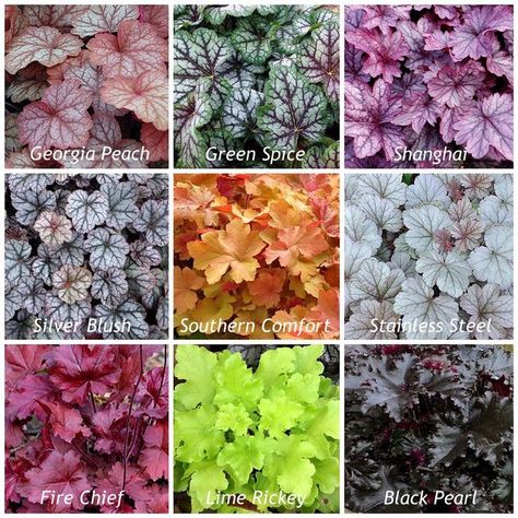 Perennials Low Maintenance, Coral Bells Heuchera, Shade Garden Plants, Coral Bells, Shade Perennials, Woodland Garden, Fall Plants, Perennial Garden, Shade Plants