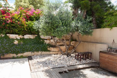 How to Grow Fruitless Olive Trees Olive Trees Landscape, Olive Trees Garden, Types Of Olives, Backyard Landscape Ideas, Yard Inspiration, Hot Tub Backyard, French Country Garden, Backyard Paradise, Backyard Landscape