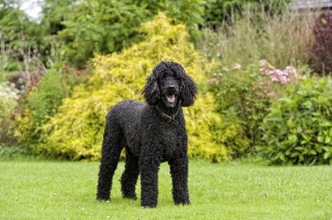 Whether standard, miniature, or toy, poodles are all great hypoallergenic options. | Dog Breeds That Don't Shed | POPSUGAR Pets Dog Breeds That Dont Shed, Smartest Dogs, Small Poodle, Smartest Dog Breeds, Westminster Dog Show, Top Dog Breeds, Smart Dog, Best Dog Breeds, Weiner Dog