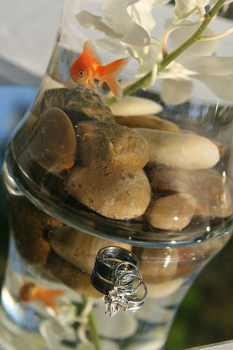 Having a water themed wedding? Create unique water centerpieces by using fish bowls with pebbles in the bottom and goldfish swimming in it. This is an inexpensive way of creating the “wow factor” on your special day. Goldfish Centerpiece, Beach Wedding Reception Centerpieces, Non Flower Centerpieces, Fish Centerpiece, Water Centerpieces, Wedding Party Centerpieces, Expensive Flowers, Fish Bowls, Beach Wedding Centerpieces