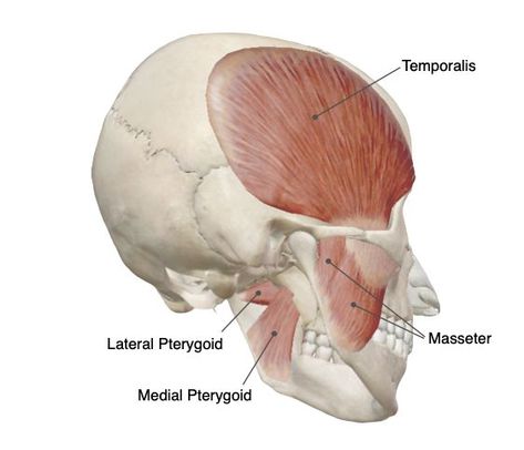 Spotlight on the chewing muscles! ✦ The muscles of mastication (i.e., the chewing muscles) attach to and move the mandible at the TMJ✦ The four main muscles of mastication are:✦ temporalis✦ masseter✦ lateral pterygoid ✦ medial pterygoid Temporalis Muscle Anatomy, Mastication Muscles Anatomy, Medial Pterygoid Muscle, Temporalis Muscle, Jawline Goals, Axial Skeleton, Biology Diagrams, Chiseled Jawline, Muscles Of The Face