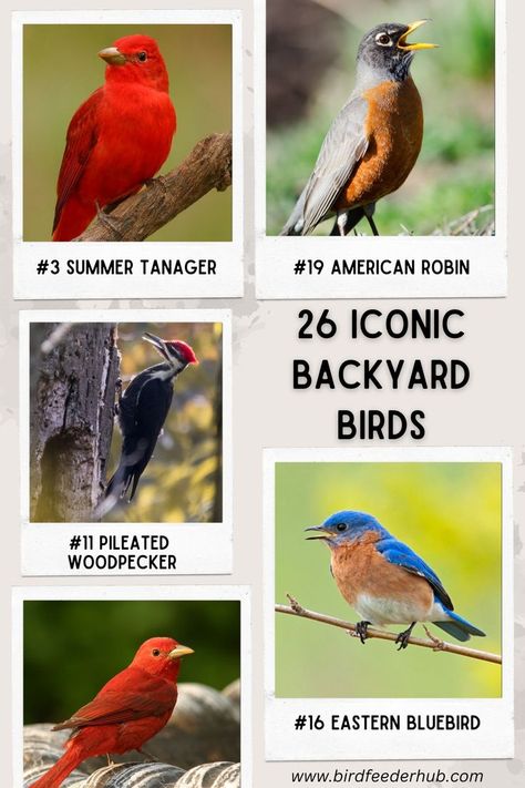 Some backyard birds stand out for their colors, fun behaviors or beautiful sounds. Learn a little about 26 of the most iconic backyard birds in North America. Cactus Wren, Scarlet Tanager, List Of Birds, Painted Bunting, Northern Flicker, Bird Identification, American Robin, Eastern Bluebird, Bird Stand