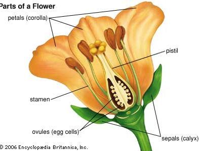 Flower Definitions, Calyx Flowers, Plant Physiology, Plant Structure, Parts Of A Flower, Plant Science, Photosynthesis, Hibiscus Flowers, Flower Pictures