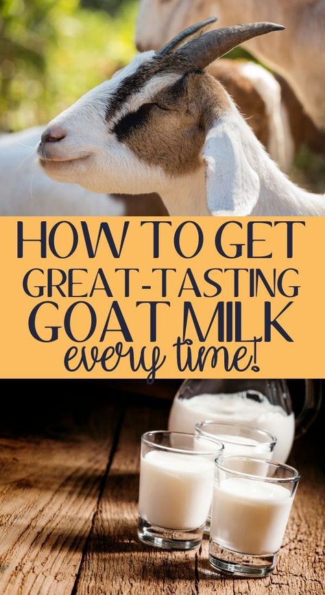 Tips on what to do if your goat milk tastes goaty. How to have goat milk that taste delicious. 8 tips to great tasting goat milk. How to milk a goat the right way. Goat milking tips. Goat milking 101 #goatmilk #dairygoats #backyardfarming Things To Do With Goats Milk, What To Do With Goat Milk, What To Do With Goats Milk, Goat Farming Ideas, Goat Milking Parlor, Goat Milk Butter, Goat Fencing, Goat Milk Benefits, Goat Milking Stand