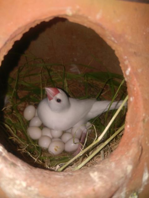 Java Finch, Java Sparrow, Birdy, Java, Birds, Lost, Animals, White, Quick Saves