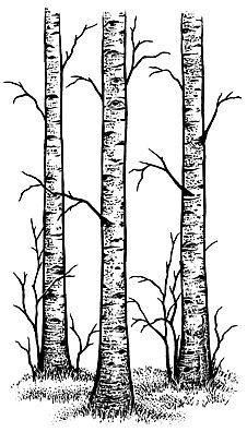 312I Birch Trees in bag 1 Aspen Trees Tattoo, Birch Tree Tattoos, 자작나무 그림, Landscape Drawing Tutorial, Tree Drawing Simple, Tree Doodle, White Birch Trees, Arte Ninja, Birch Tree Art