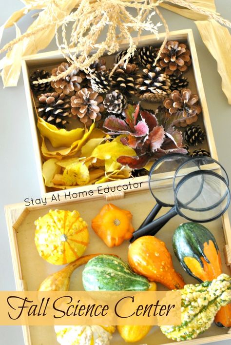 Collect fall items form nature to have in your preschool fall science center Fall Science Center, Fall Activities For Preschoolers, Fall Science Activities, Science Center Preschool, Science Activities For Toddlers, Autumn Preschool Theme, Fall Science, Fall Lesson Plans, Fall Centers