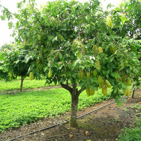 Small Fruit Trees, Desert Food, Fruit Bearing Trees, Food Forest, Fruit Seeds, Tree Seeds, Patio And Garden, Fruit Plants, Fruit Garden