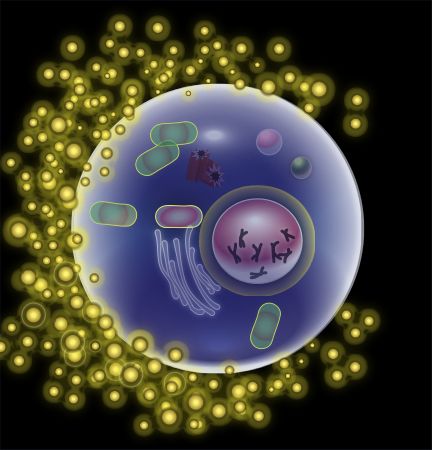 The key difference between somatic cell and egg cell is that somatic cell is a diploid cell that has a total of 46 chromosomes while egg cell is a haploid cell that contains 23 chromosomes. Egg Cell, Interesting Health Facts, Somatic Cell, Freezing Eggs, Human Body Facts, Cell Membrane, Thyroid Health, Insurance Policy, The Human Body