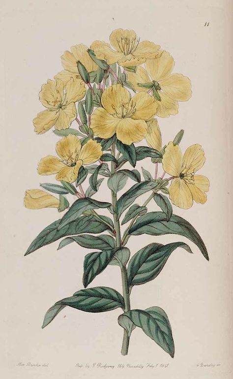 Sundrops, Narrowleaf Evening Primrose - Oenothera fruticosa - 1841 Primrose Plant, Photo Products, Illustration Botanique, Scientific Illustration, Evening Primrose, Personalized Photo Gifts, Old Book, Art Clipart, Picture Collection