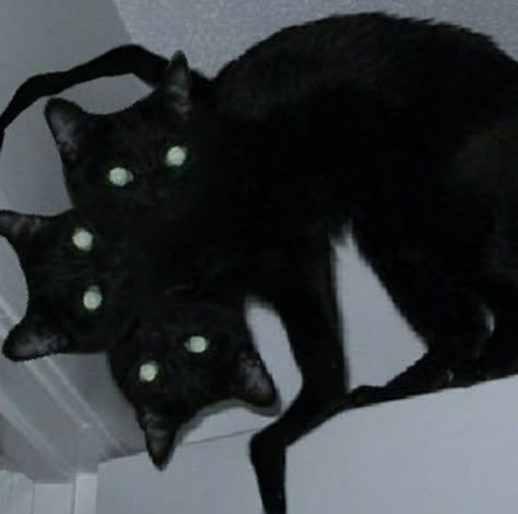 Starflesh Aesthetic, People And Cats, Creepy Animals, Black Cat Aesthetic, Creepy Cat, Creepy Core, Scary Cat, Weird Core, Cat Png