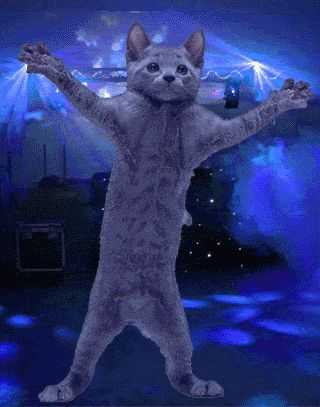 ❤PIN FREELY❤ Dancing Cat Gif, Gray Kitten, Cat Run, Grey Kitten, Dancing Cat, Cat S, Funny Cute Cats, Silly Cats, Pet Store