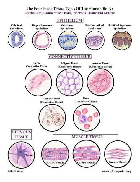 Tissue Biology, Diagnostic Medical Sonography, Nursing School Motivation, Study Biology, Basic Anatomy And Physiology, Nurse Study Notes, Cells And Tissues, Tissue Types, Nursing Student Tips