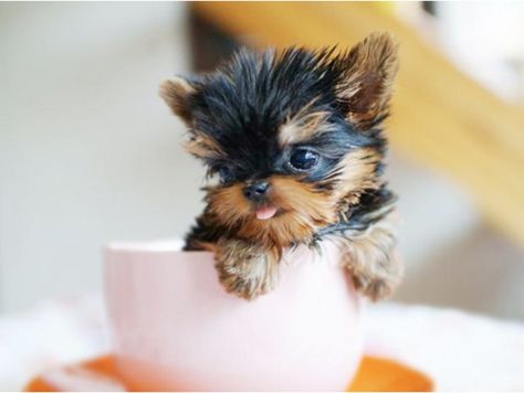 yorkshire dentro de una taza de café Mini Yorkie, Teacup Yorkie Puppy, Teacup Yorkie, Yorkshire Terrier Puppies, Terrier Puppies, Teacup Puppies, Yorkie Puppy, Pet Puppy, Little Dogs