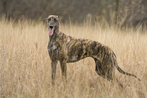 Magyar Agár / Hungarian greyhound #Sighthounds #Dogs #Puppy Greyhound Brindle, Brindle Greyhound, Grey Hounds, Hound Breeds, Dog Minding, Doberman Dogs, Irish Wolfhound, Grey Hound Dog, Italian Greyhound