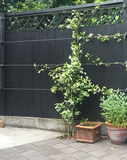 Climbing Jasmine Wall, Star Jasmine On Fence, Jasmine Plant Climbing, Star Jasmine Fence, Jasmine Trellis Wall, Star Jasmine Wall, Star Jasmine Trellis, Climbing Jasmine, Climbing Plants Trellis