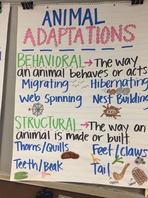 Animal Adaptations Anchor Chart Animal Adaptations Anchor Chart, Adaptations Anchor Chart, Grade 2 Science, Fourth Grade Science, Science Anchor Charts, 7th Grade Science, 1st Grade Science, Animal Adaptations, First Grade Science