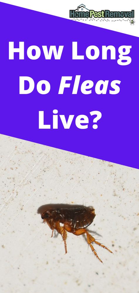 There are many methods of flea control you can use that target different life stages of fleas. You can repel or kill adults so they can’t lay eggs in the area, or you can use a spray or carpet powder to kill eggs and larva. You should consider how long fleas spend in each stage before choosing a method. How long do fleas live? Kill Fleas In Yard, Fleas In Yard, Kill Fleas In Carpet, Flea Remedies, Carpet Powder, Flea Shampoo, Flea Control, Life Stages, Flea And Tick