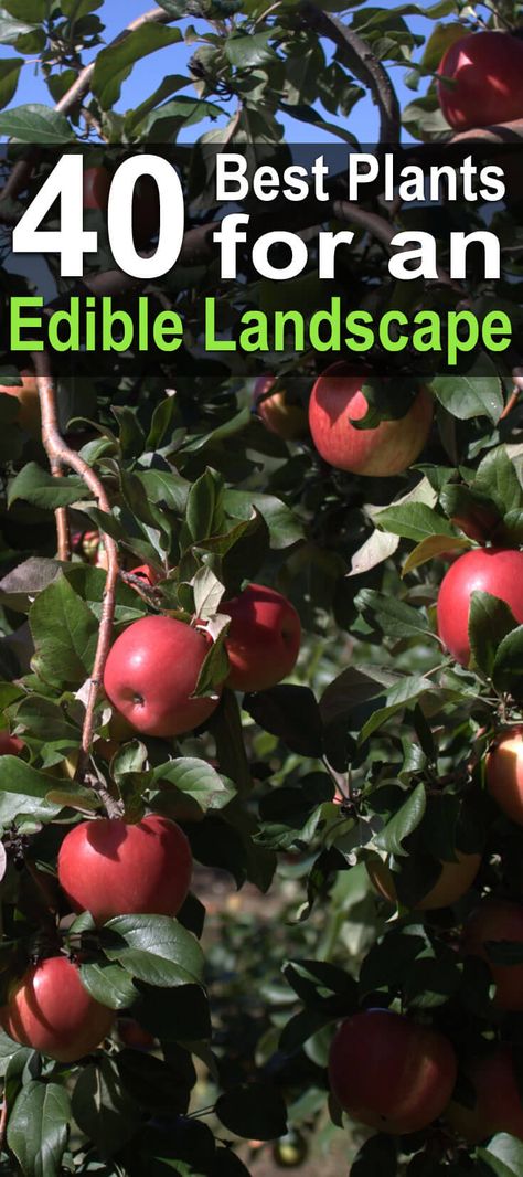 If you have an edible landscape on your property, then you can live off the land if you ever have to. Here are 40 great plants for edible landscaping. Live Off The Land, Edible Landscape, Driveway Landscaping, Best Plants, Living Off The Land, Edible Landscaping, Landscape Design Plans, Landscaping Supplies, Homestead Survival