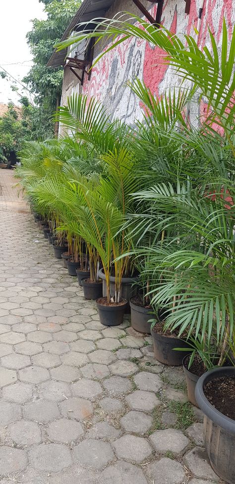 Tanaman Hias Outdoor, Tanaman Pot, Tanaman Indoor, Maui, Patio, Outdoor Decor, Plants, Home Decor, Home Décor