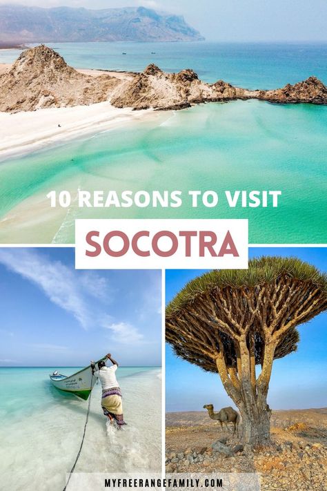 Deserted beautiful beaches in Socotra Island in Yemen. A man pushes out his dhow boat and a camel stands under a dragon blood tree. Socotra Island, Dragon Blood Tree, Tree Beautiful, Socotra, Dragon Blood, Island Holiday, Landscape Plan, Destination Voyage, Unique Places