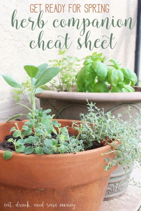 Get ready for spring with an herb companion cheat sheet to find out which herbs grow well together in container gardens #LoveYourLawn #CollectiveBias AD Container Herb Garden, Growing Tomatoes In Containers, Types Of Herbs, Herbs Indoors, Organic Gardening Tips, Container Gardens, Olive Garden, Growing Herbs, Organic Vegetables