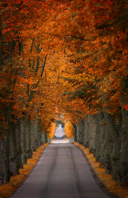 Fall is here by PierrePocs, via Flickr Tree Tunnel, I Love Autumn, Autumn Love, Seasons Autumn, Colors Of Fall, The Road Less Traveled, Love Autumn, Road Less Traveled, Fabulous Fall