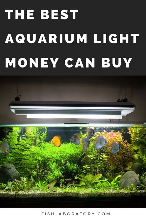 There is a great abundance of lighting products in the aquarium hobby, and not all products perform equally. After reviewing many different types of lights, we believe the Fluval Plant Spectrum 3.0 is the best aquarium light on the market today. Aquarium Lighting Ideas, Types Of Lights, Aquarium Light, Fish Tank Lights, Aquarium Heater, Aquarium Stand, Aquarium Setup, Aquarium Landscape, Light Guide