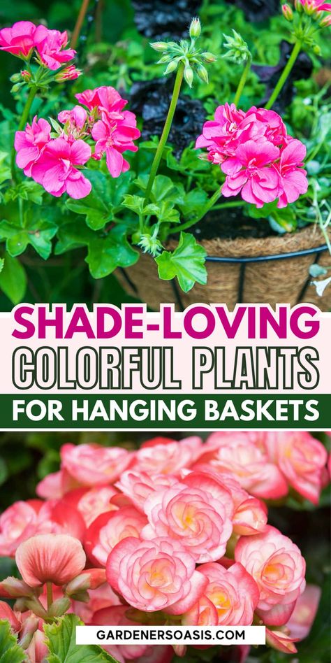 Best Hanging Basket Plants For Shade | Gardening Tips Part Shade Plants, Plant Benefits, Asparagus Fern, Window Box Flowers, Plants For Hanging Baskets, Hanging Flower Baskets, Perennial Shrubs, Sun Plants, Spring Plants