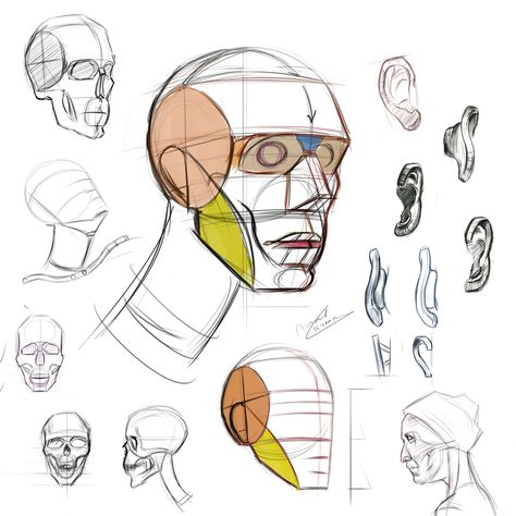 Head study michael hampton Michael Hampton, Head Anatomy, Drawing Study, Head Drawing, 얼굴 드로잉, Human Anatomy Drawing, 얼굴 그리기, Human Figure Drawing, Drawing Heads