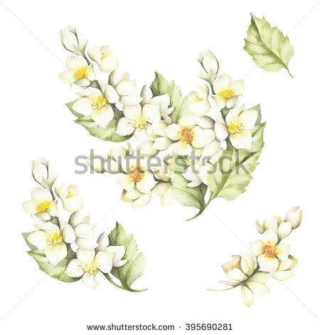 The set of the sprig of Jasmine.Watercolor illustration Jasmine Watercolor, Canvas Home, Watercolor Illustration, Image Illustration, Art Materials, Pillow Art, Floral Arrangements, Stock Illustration, Home Decor Wall Art