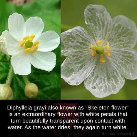 Diphylleia grayi aka "Skeleton flower" Diphylleia Grayi, Skeleton Flower, Flower Chart, Pineapple Wallpaper, Goth Garden, Valley Flowers, Flower Guide, Flower Meanings, Flower Farmer