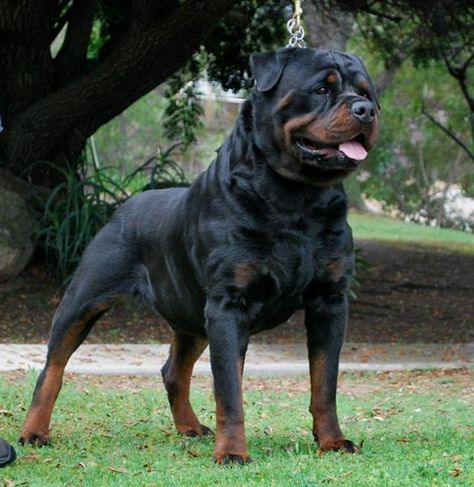 Tough Dog Names, German Rottweiler, Rottweiler Breed, Rottweiler Love, Image Moto, Positive Dog Training, Stud Dog, Rottweiler Lovers, Easiest Dogs To Train