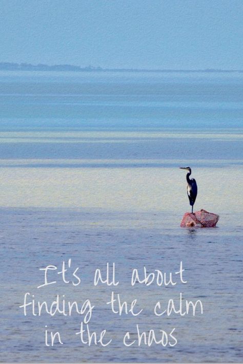 The multiple colors of blue in the ocean waters that day in the Big Bend of Florida were stunning and the Heron found his happy place. This beautiful serene scene is sure to bring a smile to your face and transport your thoughts to the beach! Motivational saying "It's all about finding the calm in the chaos". Quote Beach, Water Quotes, Zen Quotes, Beach Posters, Motivational Poster, Big Bend, Calm Water, The Calm, In The Ocean