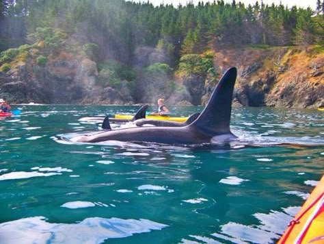 Green Future, Sea Kayak, Orcas Island, Kayak Adventures, Orca Whales, River Rafting, San Juan Islands, Sea Kayaking, Wild Creatures