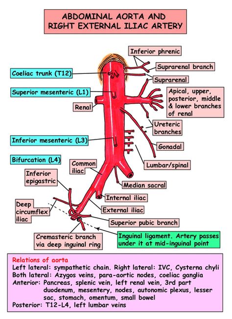 Instant Anatomy - Abdomen - Vessels - Arteries - Abdominal aorta branches Aorta Branches, Arteries Anatomy, Vascular Ultrasound, Abdominal Aorta, Diagnostic Medical Sonography, Vascular Surgery, Medical Videos, Nursing School Survival, Medicine Student