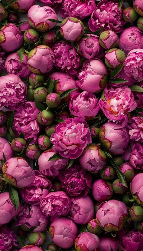 Peonies And Hydrangeas, Iphone Wallpaper Landscape, Floral Wallpaper Iphone, Peony Wallpaper, Floral Wallpaper Phone, Pretty Phone Wallpaper, Nothing But Flowers, Spring Wallpaper, Flower Therapy