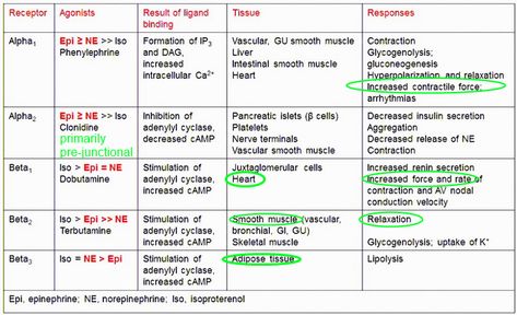 Adrenergic Responses Autonomic Nervous System Pharmacology, Adrenergic Receptors, Health Care Assistant, Nursing Leadership, Psych Nurse, Paramedic School, Nursing Cheat, Pharmacology Nursing, Autonomic Nervous System