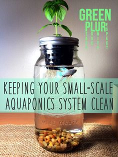 How to keep your small-scale aquaponics system clean :) Green PLUR. Check it out~ Mason Jar Aquaponics, Sustainability . Tanaman Air, Hippie Garden, Aquaponics Diy, Film Technique, Aquaponic Gardening, Clean Green, Aquaponics System, Growing Fruit, Hydroponic Gardening