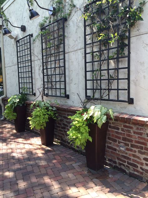 Wonderful idea to dress up blank wall outside. Vertikal Garden, Small Trellis, Metal Trellis, Desain Pantry, Growing Gardens, Walled Garden, Meteor Garden, Garden Pool, Climbing Plants