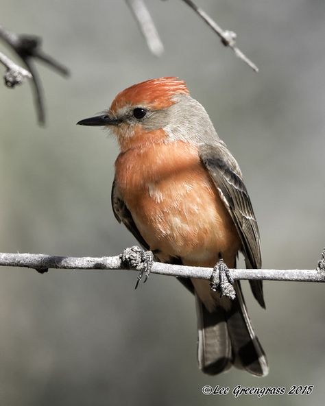 Vermillion Flycatcher Front View | Agua Caliente Regional Pa… | Flickr Vermillion Flycatcher, Tucson Az, Front View, Amazing Nature, Tucson, Birds, Animals, Quick Saves, Nature