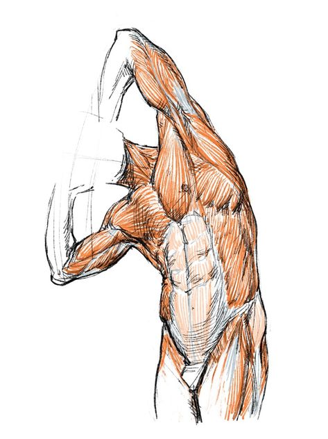 Drawing Muscles, Muscles Anatomy, Human Muscle Anatomy, Human Anatomy For Artists, Anatomy Images, Anatomy Sculpture, Human Anatomy Drawing, Muscle Anatomy, Human Figure Drawing