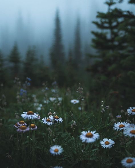 Dark Forest Aesthetic, Forest Core, Foggy Forest, Dark Nature Aesthetic, Dark Flowers, Spring Mood, Forest Flowers, Spring Aesthetic, Dark Forest