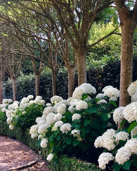 Hydrangeas Driveway, Driveway Planting, French Driveway, Hydrangea Lined Driveway, Hydrangea Driveway Entrance, Flower Driveway, Hydrangea Driveway, Driveway Hedge, Driveway Planting Ideas