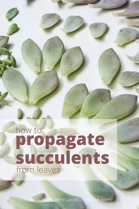 How to propagate succulents from leaves Propagating Succulents From Leaves, Multiplier Des Plantes Grasses, How To Propagate Succulents, Propagate Succulents From Leaves, Propagate Succulents, How To Water Succulents, Propagating Succulents, Succulent Soil, Growing Succulents