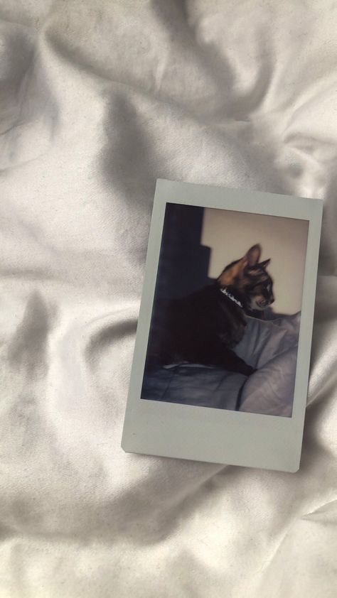 cat polaroid Cute Polaroid Phone Case Ideas, Dog Polaroid, Polaroid Templates Aesthetic, Polaroid In Phone Case Aesthetic, Cat Polaroid, Cat Polaroid Pictures, Aesthetic Phone Case Polaroid, Polaroid Wallpaper, Polaroid Pics