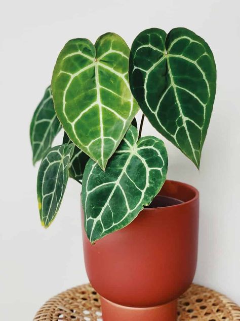 Anthurium Crystallinum (#1 SECRET Care Hacks!) - Gardening collective Anthurium Crystallinum, Photography Set Up, Anthurium Plant, Climbing Vines, Plant Painting, Yellow Leaves, Planting Herbs, Plant Lady, Balcony Garden