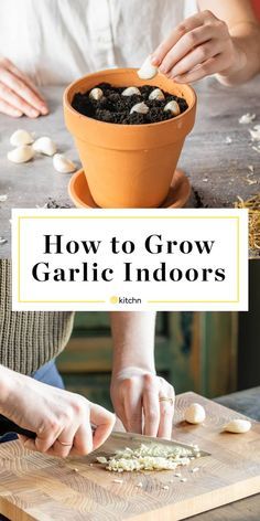 Grow Onions From Scraps, Growing Garlic Indoors, Planting Garlic From Cloves, Planting Garlic Cloves, Growing Garlic In Containers, Growing Garlic From Cloves, Grow Garlic Indoors, Growing Food Indoors, Grow Garlic