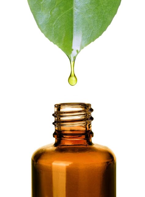 Tea tree oil could become your best friend. It shows major benefits for individuals who have blemish prone skin and it also has other benefits, too. Read more in our blog! #teatreeoil #blemish #skincare #haircare #natural #organic #diy #homeremedies #primallifeorganics #australianbodycare #healthy #lifestyle Tabel Periodik, Medicine Kit, Natural Bug Repellent, Essential Oil Safety, Aroma Therapy, Double Cleansing, Essential Oils For Skin, Melaleuca Alternifolia, Bug Repellent